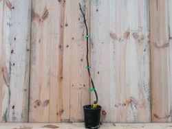 Figueira napolitana. Figo preto ou figo