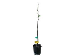 Figue taureau assise, figue noire ou figue