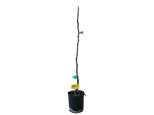 Figue taureau assise, figue noire ou figue