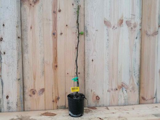 Figo verde, figo branco