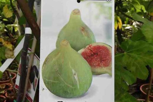 Figuier verdial, figuier blanc
