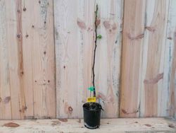 Figo verde, figo branco