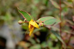 Hypericum, Hypericum x moserianum tricolor