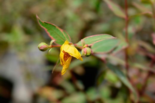 Hypericum, Hypericum x moserianum tricolor