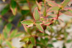 Hypericum, Hypericum x moserianum tricolor
