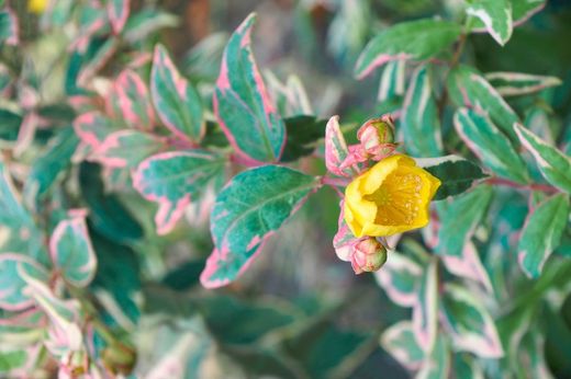 Hipérico, Hypericum x moserianum tricolor
