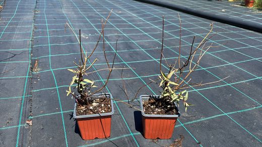 Hypericum, Hypericum x moserianum tricolor