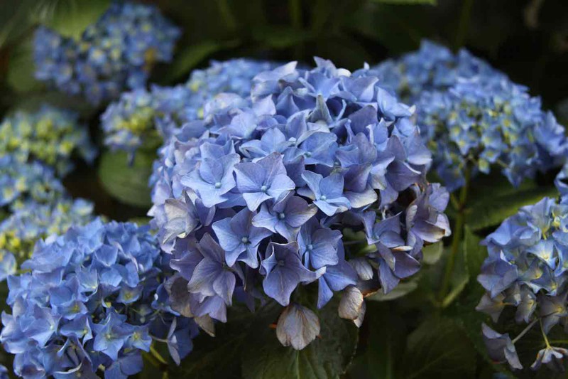 Hortensia Adria, com o melhor preço, flores azuis — Plantamus Nursery online