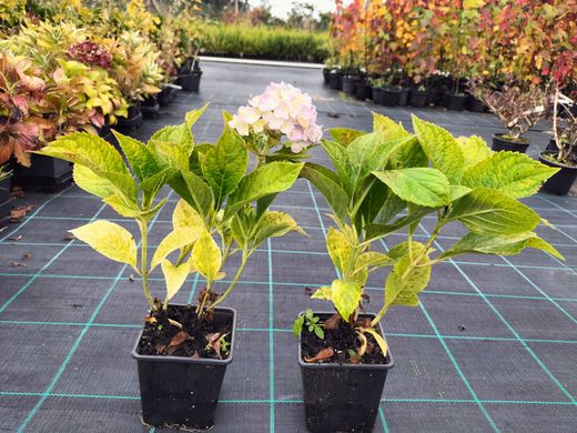 Hortênsia Adria, melhor preço, flores azuis, Hydrangea macrophylla