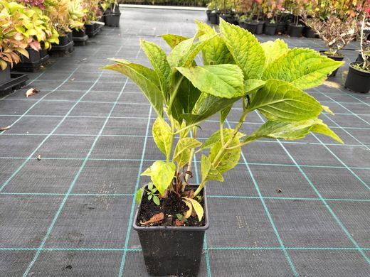 Hortênsia Adria, melhor preço, flores azuis, Hydrangea macrophylla