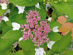 Hortênsia azul "Blue Wave", Hydrangea macrophylla