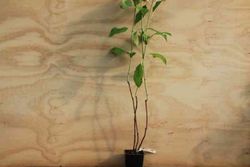 Hortênsia azul "Blue Wave", Hydrangea macrophylla