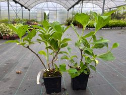 Hortênsia azul "Blue Wave", Hydrangea macrophylla
