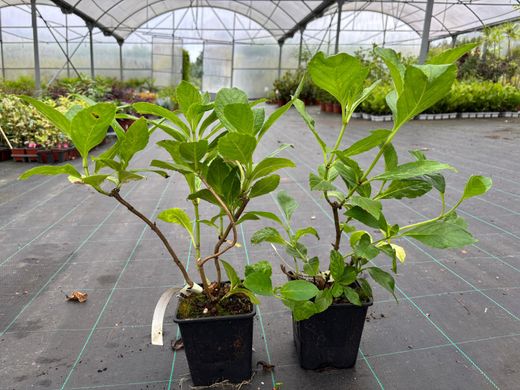 Hortênsia azul "Blue Wave", Hydrangea macrophylla