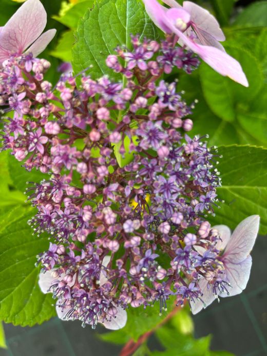 Hortênsia azul "Blue Wave", Hydrangea macrophylla