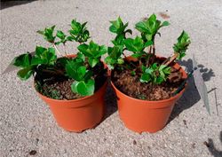 Hortensia azul, Hydrangea macrophylla Early blue