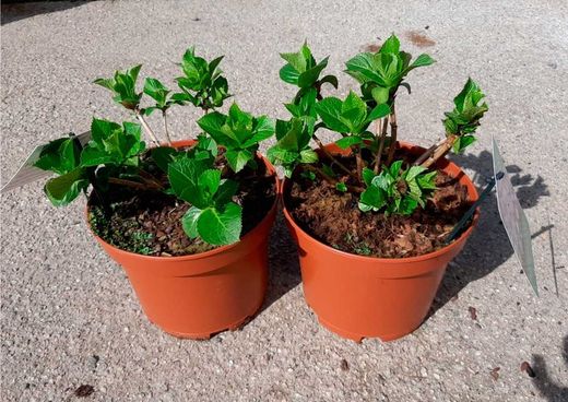 Hortensia azul, Hydrangea macrophylla Early blue