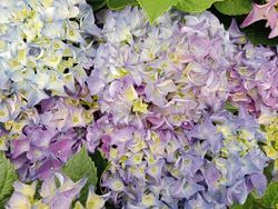 Hortensia azul, Hydrangea macrophylla Early blue