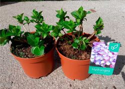 Hortensia azul, Hydrangea macrophylla Early blue