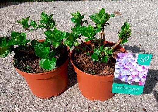 Hortensia azul, Hydrangea macrophylla Early blue