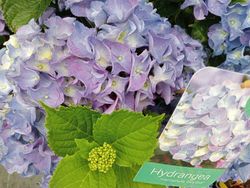 Hortensia azul, Hydrangea macrophylla Early blue