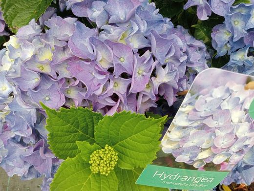 Hortensia azul, Hydrangea macrophylla Early blue