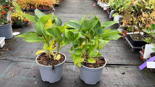 Hortênsia azul, Hydrangea macrophylla Azul precoce