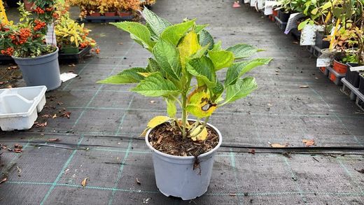 Hortênsia azul, Hydrangea macrophylla Azul precoce