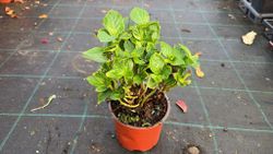 Hortensia azul, Hydrangea macrophylla Early blue