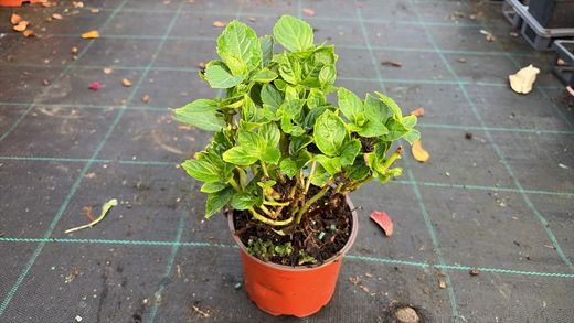 Hortensia azul, Hydrangea macrophylla Early blue