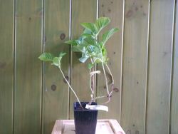 Hortênsia azul, Hydrangea macrophylla "Nikko azul" 10/+ cm