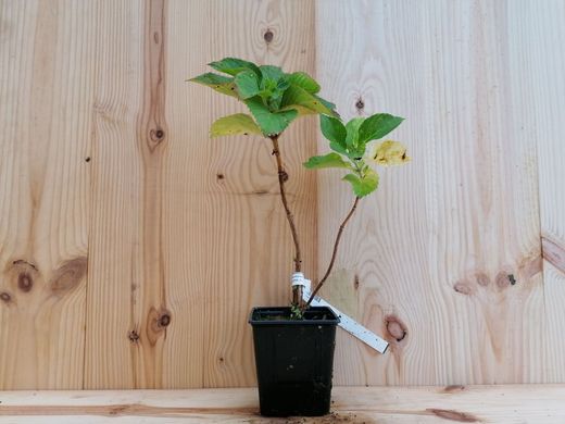 Hortênsia azul, Hydrangea macrophylla "Nikko azul" 10/+ cm
