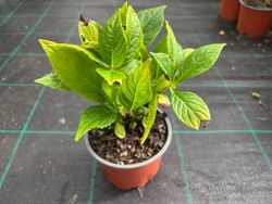 Hortênsia azul, Hydrangea macrophylla "Nikko azul" 10/+ cm