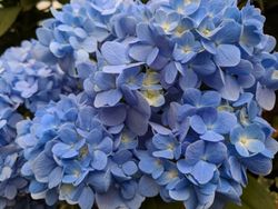 Hortênsia azul, Hydrangea macrophylla "Nikko azul"