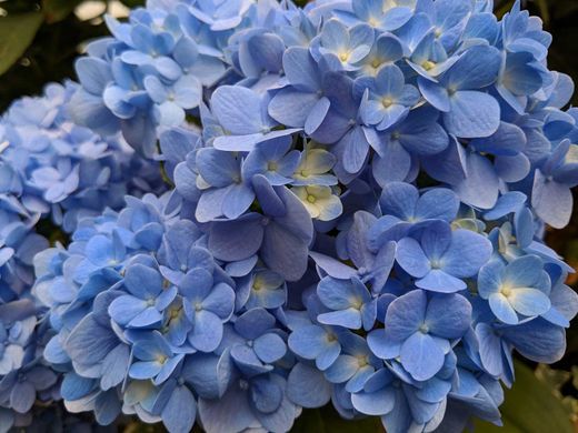Hortênsia azul, Hydrangea macrophylla "Nikko azul"