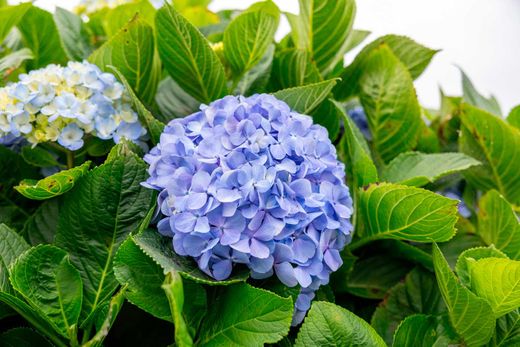 Hortensia bleu, Hydrangea macrophylla "Nikko blue"