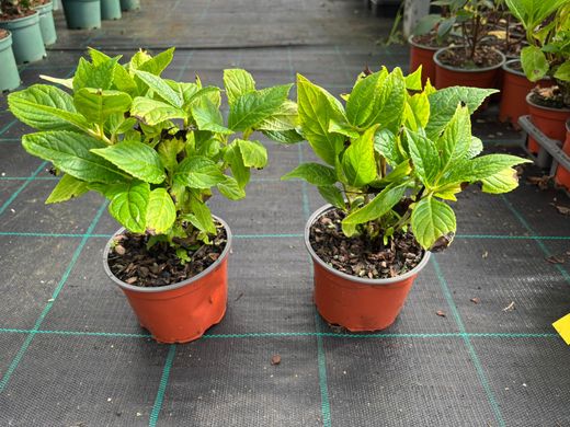 Hortênsia azul, Hydrangea macrophylla "Nikko azul" 10/+ cm