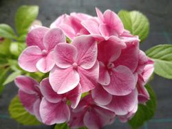 Hortensia bicolor, Hydrangea macrophylla "Candy"