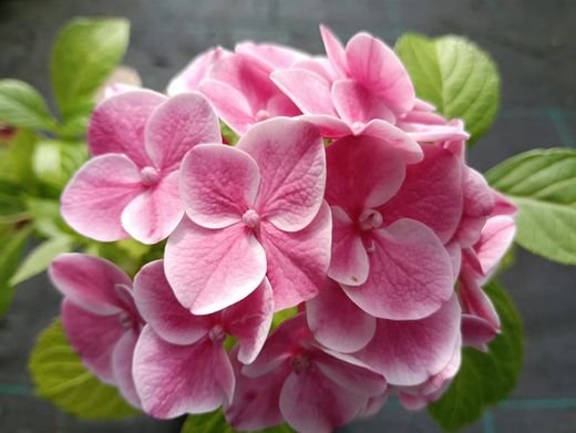 Hortênsia bicolor, Hortênsia macrophylla "Candy"