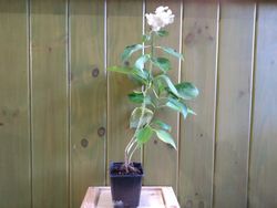 Hortensia blanc, Hydrangea macrophylla "Superball white"