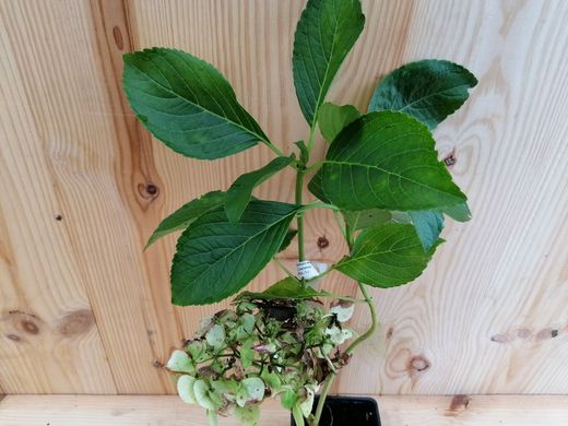 Hortensia blanc, Hydrangea macrophylla "Superball white"