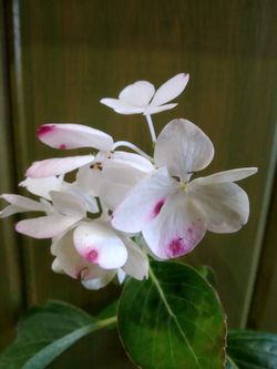 Hortensia blanc, Hydrangea macrophylla "Superball white"