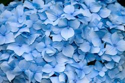 Hortensia bodensee, Hydrangea macrophylla "Bodensee"