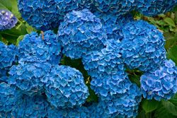 Hortensia bodensee, Hydrangea macrophylla "Bodensee"