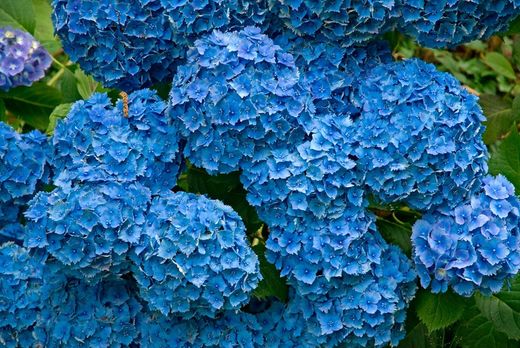 Hydrangea bodensee, Hydrangea macrophylla "Bodensee"