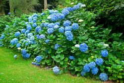 Hortensia bodensee, Hydrangea macrophylla "Bodensee"