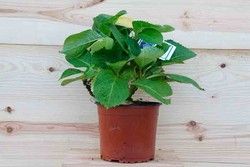 Hortensia bodensee, Hydrangea macrophylla "Bodensee"