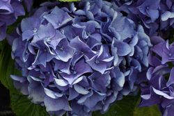 Hortênsia de cor azul, Hydrangea macrophylla