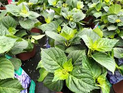 Hortênsia de cor azul, Hydrangea macrophylla