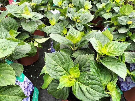 Hortênsia de cor azul, Hydrangea macrophylla
